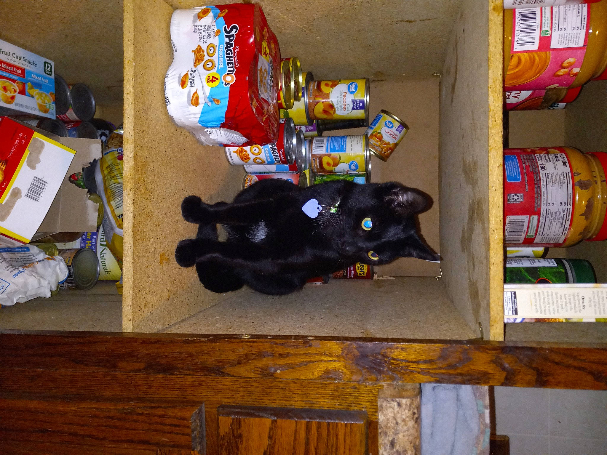 Jack joined the competition — help win amazing prizes! art, bombay, bottle, box, carnivore, carton, cat, drink, felidae, hardwood, packing_materials, plastic, room, small_to_medium_sized_cats, tail, toy, wood, wood_stain