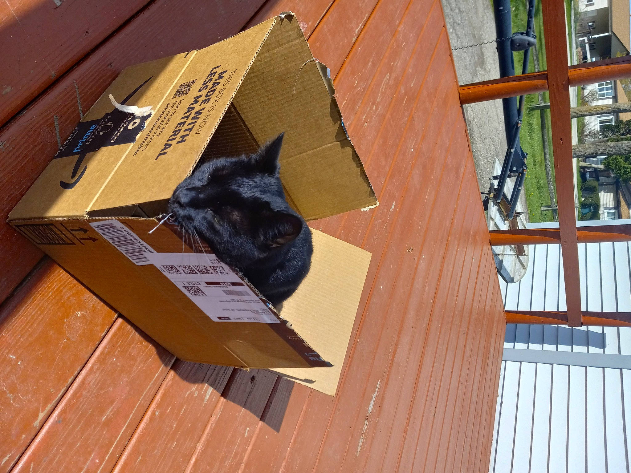 Jack is registered to the contest to win money with this photo: box, building, cardboard, carnivore, carton, felidae, flooring, font, handwriting, hardwood, house, packaging_and_labeling, plank, plywood, room, shipping_box, small_to_medium_sized_cats, tree, wood, wood_stain