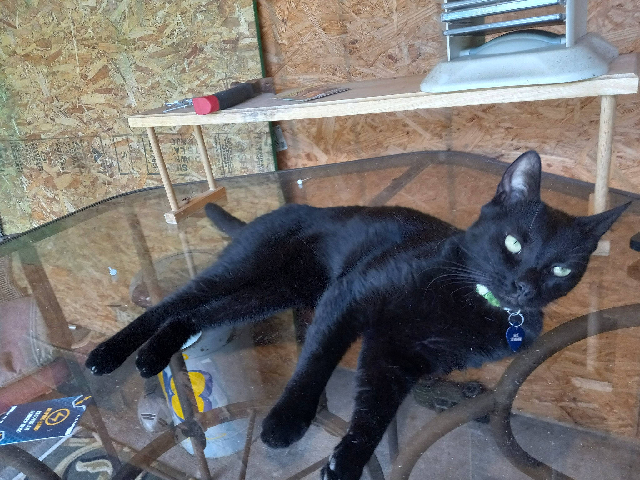 Jack is registered to the contest to win money with this photo: black_cat, bombay, canidae, carnivore, cat, claw, domestic_short_haired_cat, felidae, fur, havana_brown, outdoor_furniture, paw, plant, small_to_medium_sized_cats, table, tail, whiskers
