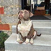 ïwa participe au concours pour gagner de l'argent avec cette photo : puppy, dog, brown_and_white, concrete_steps, stone_wall, open_door, wood_stack, curious, sitting, outdoor, pet, young_dog, domestic_animal, house, entrance, paw, tail, fur, looking_up, daylight