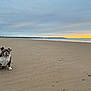 dog, bulldog, beach, sand, sunset, cloudy_sky, ocean, shore, calm, solitude, animal, pet, outdoor, nature, landscape, coast, quiet, wide_open_space, water, sky