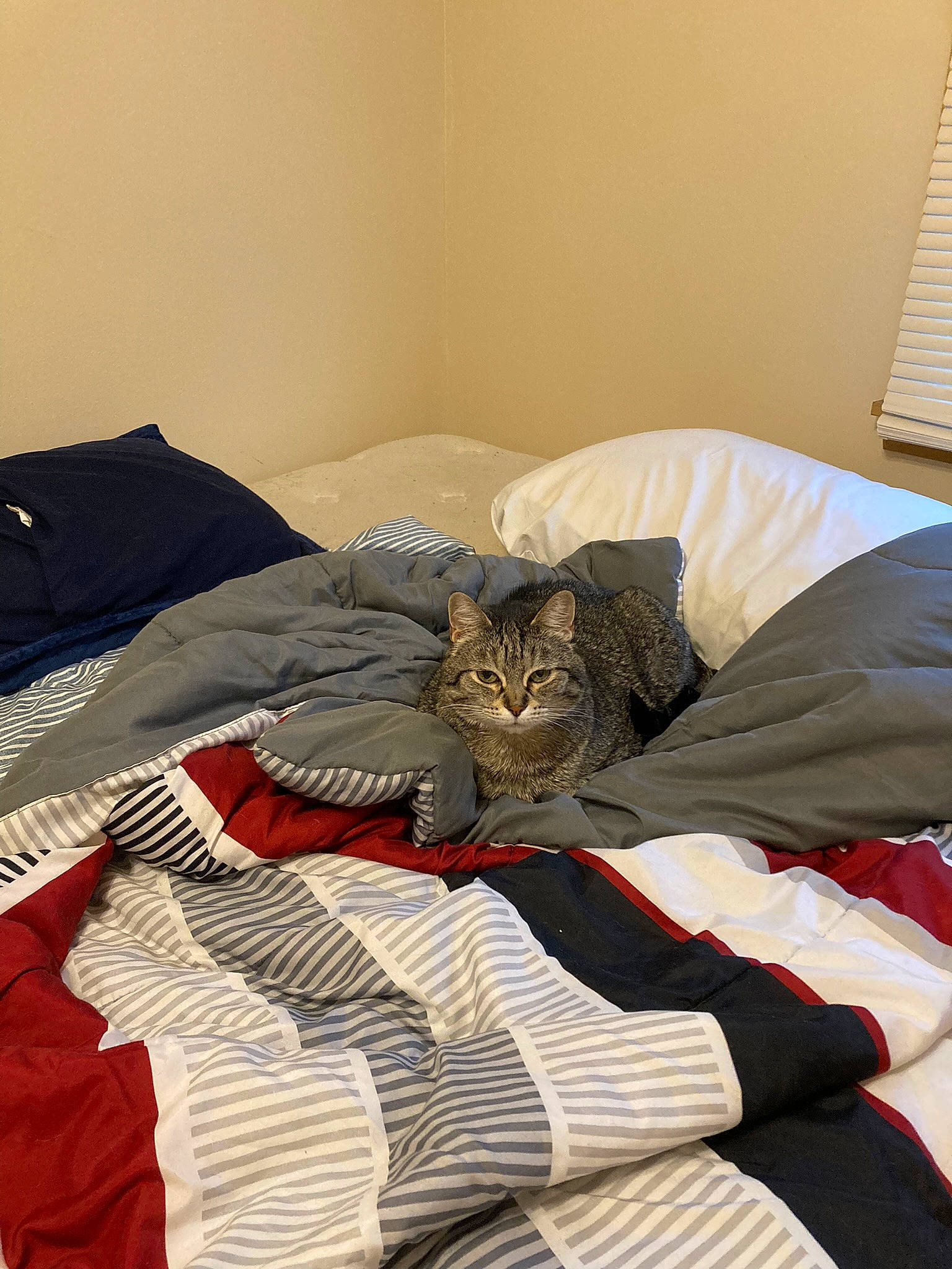 Buddy