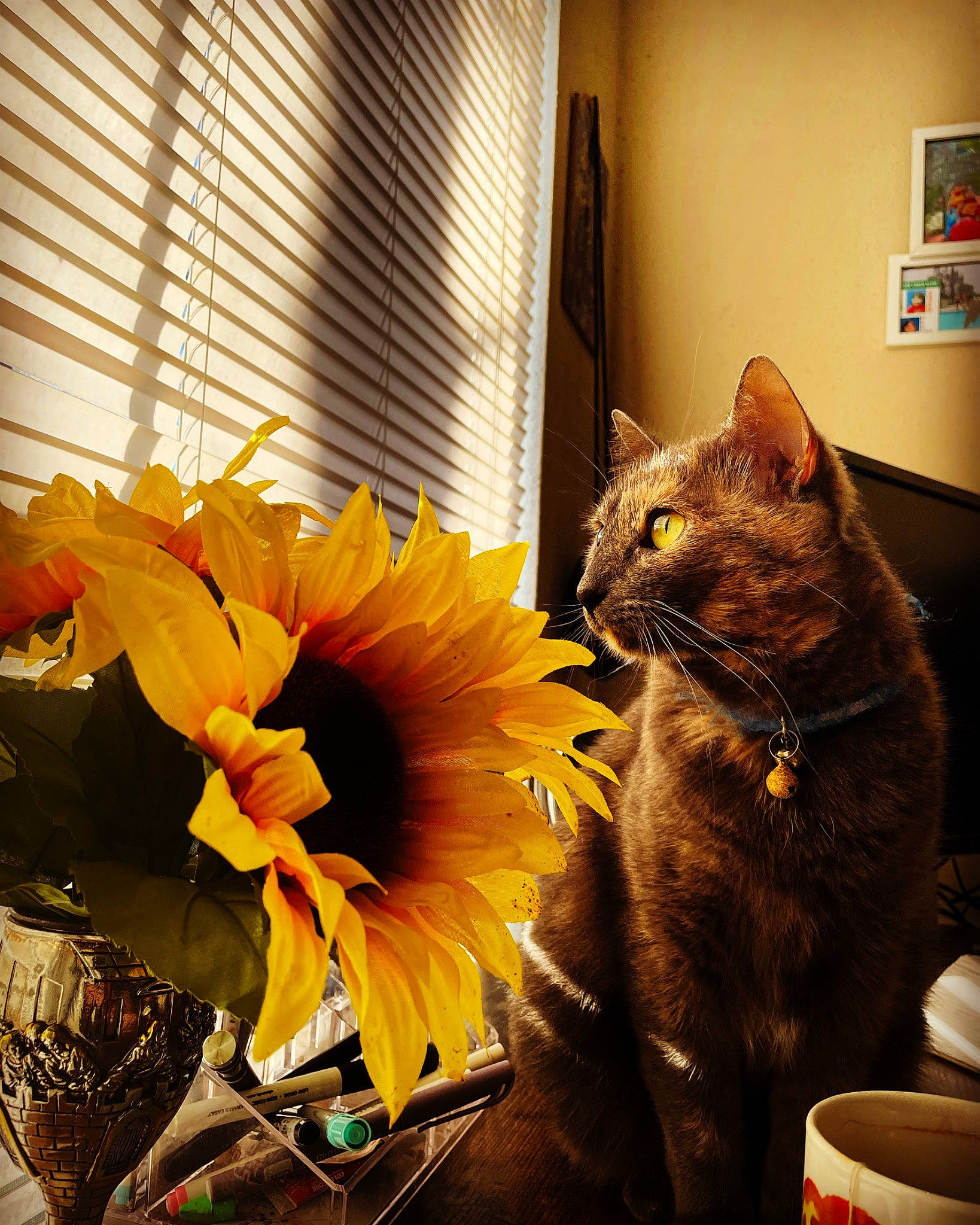 Snuggles joined the competition — help win amazing prizes! artificial_flower, carnivore, cat, comfort, domestic_short_haired_cat, felidae, flower, flower_arranging, flowerpot, fur, houseplant, orange, petal, plant, room, small_to_medium_sized_cats, tail, whiskers, window, window_blind