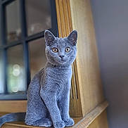 Oups participe au concours pour gagner de l'argent avec cette photo : cat, gray_cat, animal, pet, feline, sitting, wooden_surface, indoor, curious, portrait, fur, ears, whiskers, eyes, domestic_cat, furniture, focus, soft_light, background_blur, closeup