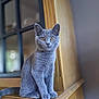 cat, gray_cat, animal, pet, feline, sitting, wooden_surface, indoor, curious, portrait, fur, ears, whiskers, eyes, domestic_cat, furniture, focus, soft_light, background_blur, closeup
