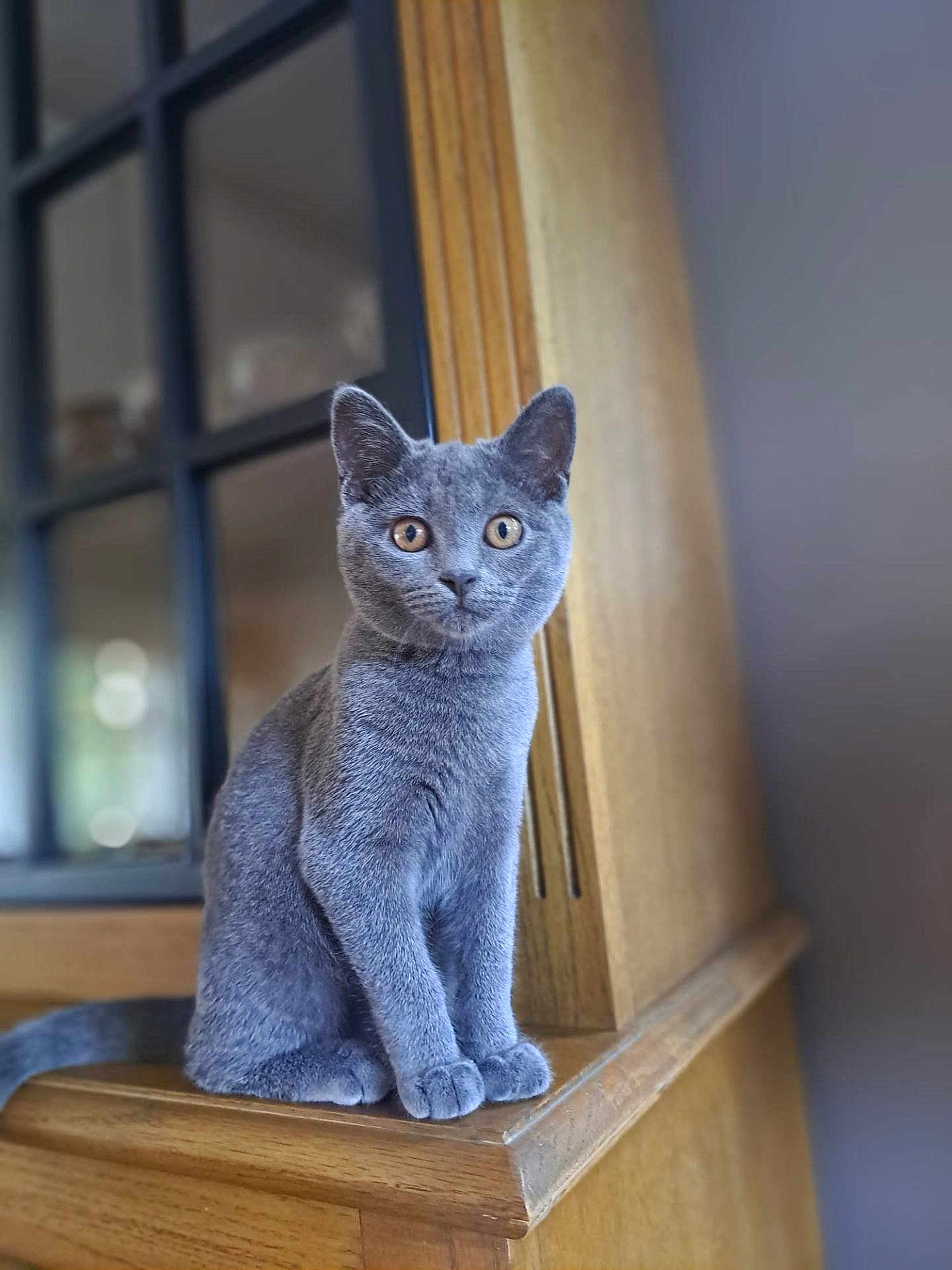 Oups participe au concours pour gagner de l'argent avec cette photo : cat, gray_cat, animal, pet, feline, sitting, wooden_surface, indoor, curious, portrait, fur, ears, whiskers, eyes, domestic_cat, furniture, focus, soft_light, background_blur, closeup