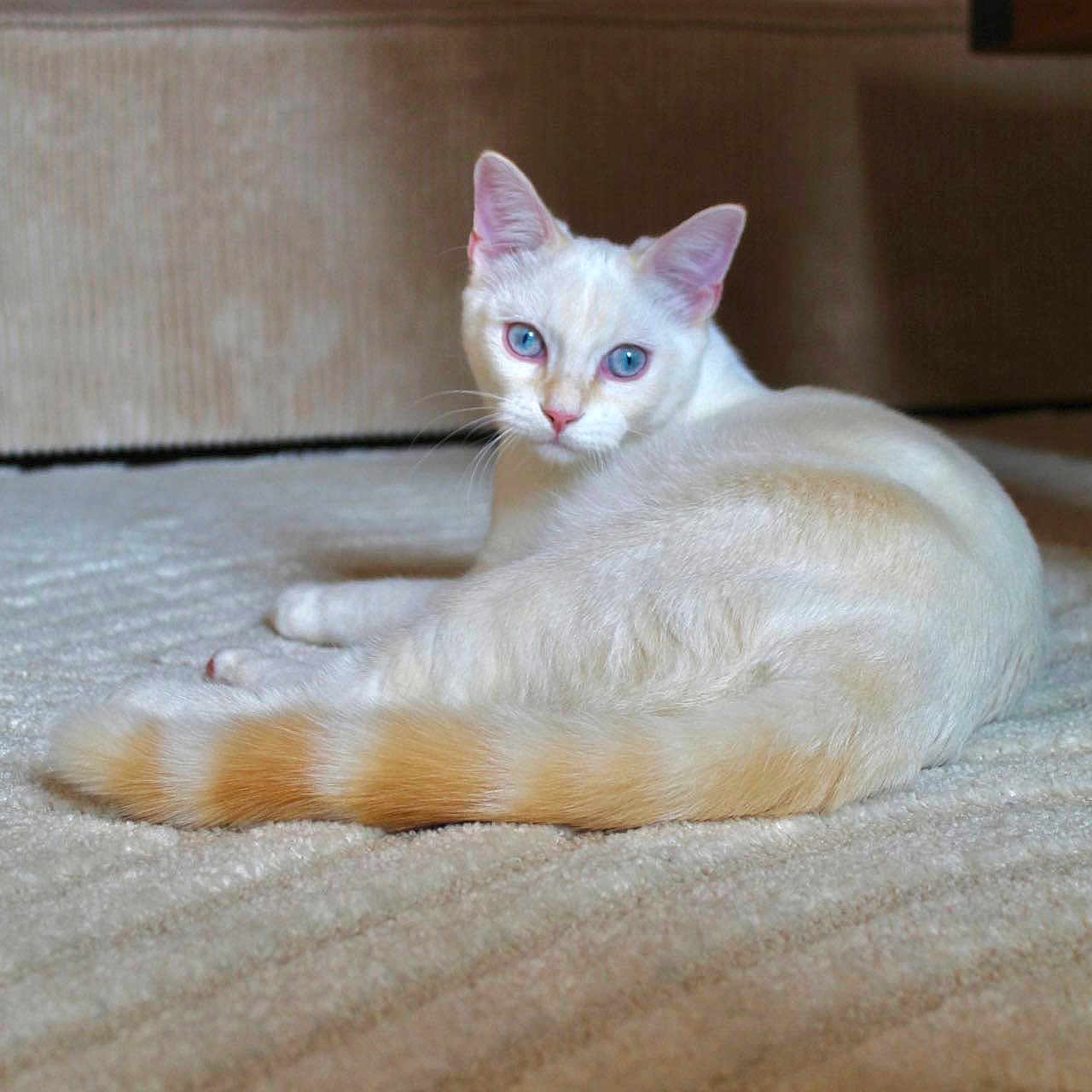 Wall-E participe au concours pour gagner de l'argent avec cette photo : abyssinian, angora, animal, cat, couch, furniture, homedecor, kitten, manx, pet, siamese