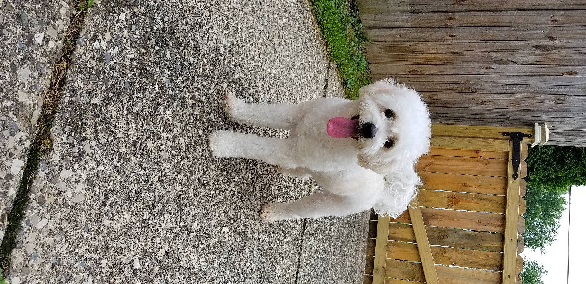 Jewels joined the competition — help win amazing prizes! asphalt, canidae, carnivore, collar, companion_dog, dog, dog_breed, dog_collar, fawn, fur, grass, paw, plant, road_surface, snout, sporting_group, tail, toy, wood, working_animal