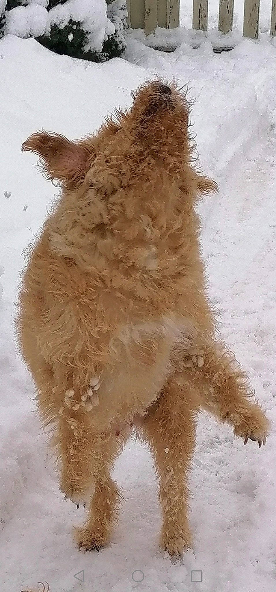 Canelle participe au concours pour gagner de l'argent avec cette photo : camelid, canidae, carnivore, companion_dog, dog, dog_breed, fawn, fur, liver, paw, shadow, snout, snow, sporting_group, tail, terrestrial_animal, terrier, wildlife, winter, working_animal