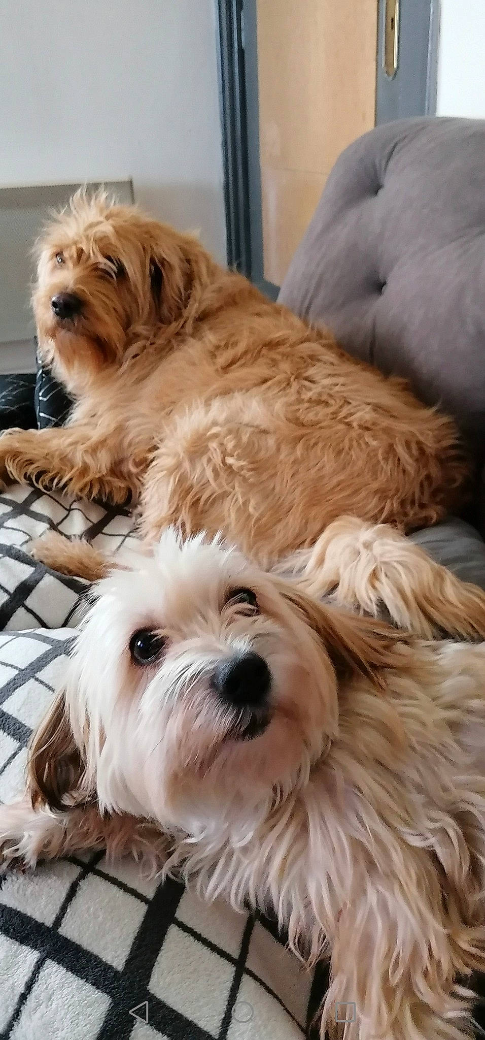 Canelle participe au concours pour gagner de l'argent avec cette photo : bathroom, biewer_terrier, canidae, carnivore, comfort, companion_dog, dog, dog_breed, fur, liver, maltepoo, pillow, small_terrier, snout, sporting_group, terrestrial_animal, terrier, toy_dog, working_animal, yorkipoo