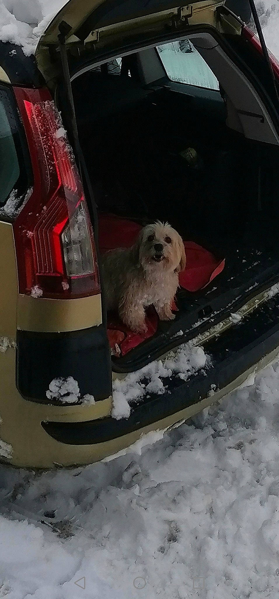 Jessy participe au concours pour gagner de l'argent avec cette photo : automotive_design, automotive_exterior, automotive_lighting, automotive_mirror, automotive_tire, car, carnivore, companion_dog, dog, dog_breed, dog_supply, fender, hood, motor_vehicle, pet_supply, snout, snow, vehicle, vehicle_door, windscreen_wiper