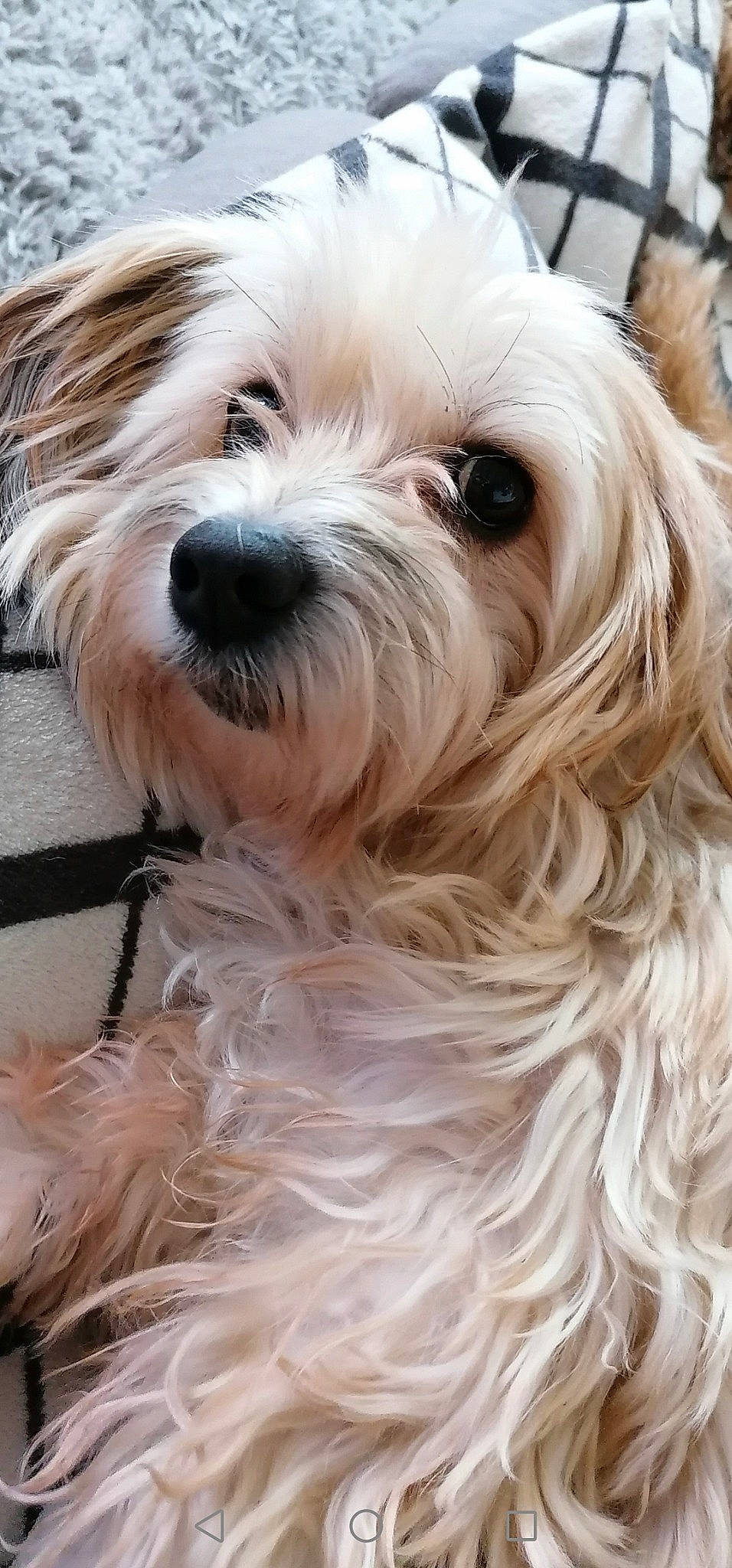 Jessy a rejoint le concours — aidez-le/la à gagner de superbes lots ! canidae, carnivore, close_up, companion_dog, dog, dog_breed, dog_collar, eye, eyewear, fur, glasses, head, small_terrier, snout, sporting_group, terrier, toy_dog, white, working_animal, yorkipoo