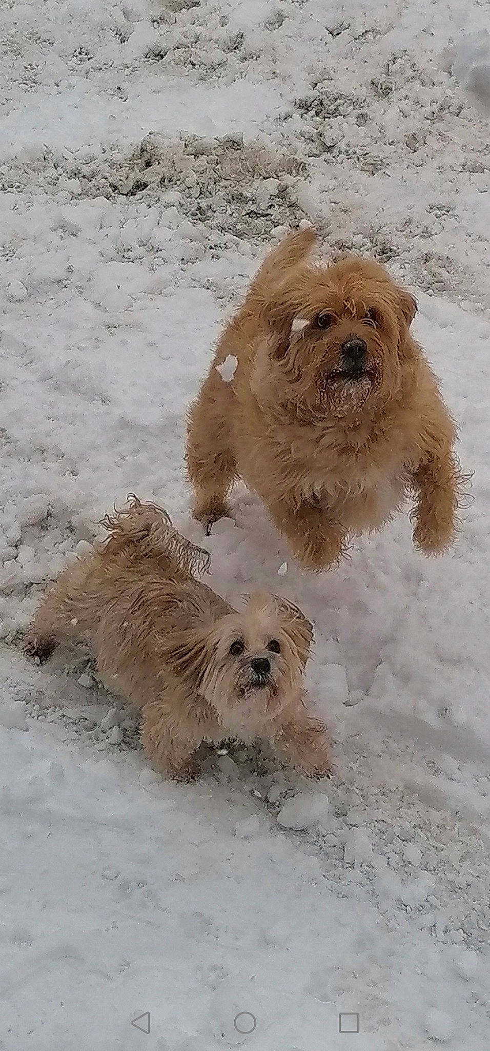 Jessy a rejoint le concours — aidez-le/la à gagner de superbes lots ! bearded_collie, canidae, carnivore, companion_dog, dog, dog_breed, dog_supply, fawn, fur, liver, non_sporting_group, small_terrier, snout, snow, sporting_group, terrestrial_animal, terrier, toy_dog, winter, working_animal