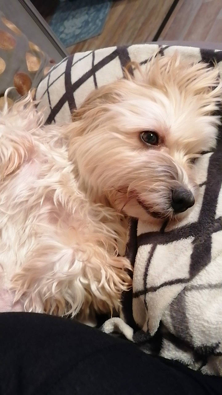 Jessy participe au concours pour gagner de l'argent avec cette photo : biewer_terrier, canidae, carnivore, companion_dog, dog, dog_breed, dog_supply, eye, fur, head, maltepoo, puppy, shih_poo, small_terrier, snout, sporting_group, terrier, toy_dog, working_animal, yorkipoo