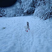 Opale participe au concours pour gagner de l'argent avec cette photo : animal, canine, cold, daytime, dog, forest, happy, landscape, leaping, nature, outdoor, path, playful, red_booties, snow, snow_covered, snowy, trees, white_dog, winter