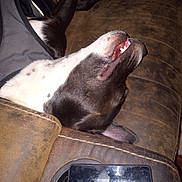 Rick N Morty is registered to the contest to win money with this photo: dog, smiling, leather_couch, phone, scratched_screen, relaxed, indoor, pet, black_and_white_dog, tooth, snout, close_up, fur, resting, cup_holder, reflection, flash, casual, cozy, home