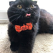 Maurice is registered to the contest to win money with this photo: accessories, animal, blackcat, bodypart, canine, cat, collar, face, head, heart, kitten, manx, mouth, person, pet, photography, portrait, symbol, teeth, tongue