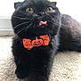 accessories, animal, blackcat, bodypart, canine, cat, collar, face, head, heart, kitten, manx, mouth, person, pet, photography, portrait, symbol, teeth, tongue