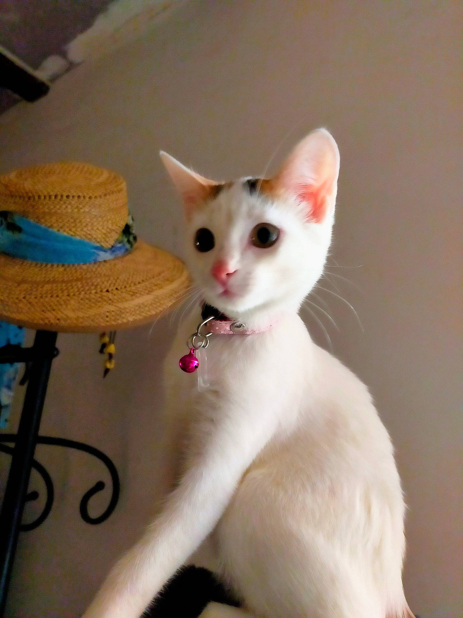 Plume participe au concours pour gagner de l'argent avec cette photo : carnivore, cat, costume_hat, cowboy_hat, domestic_short_haired_cat, ear, fashion_accessory, fawn, fedora, felidae, fur, hat, paw, small_to_medium_sized_cats, snout, sombrero, sun_hat, tail, whiskers