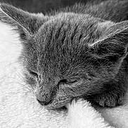 Resonance joined the competition — help win amazing prizes! cat, sleeping, close_up, black_and_white, gray_fur, whiskers, ears, closed_eyes, pet, animal, portrait, cozy, relaxed, resting, soft_blanket, indoors, monochrome, furry, peaceful, nap