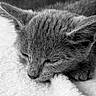 cat, sleeping, close_up, black_and_white, gray_fur, whiskers, ears, closed_eyes, pet, animal, portrait, cozy, relaxed, resting, soft_blanket, indoors, monochrome, furry, peaceful, nap