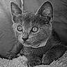 cat, kitten, animal, pet, feline, black_and_white, portrait, close_up, face, eyes, ears, whiskers, fur, blanket, cozy, indoors, lying_down, looking_at_camera, cute, monochrome