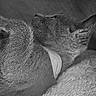 dog, sleeping, curled_up, close_up, black_and_white, fur, ears, snout, collar, blanket, cozy, indoors, resting, nap, pet, animal, monochrome, portrait, soft_texture, relaxed