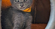 Resonance joined the competition — help win amazing prizes! kitten, cat, gray_fur, orange_collar, pet, animal, feline, cute, portrait, close_up, sitting, cat_bed, indoors, cozy, fluffy, whiskers, ears, eyes, soft_texture, adorable