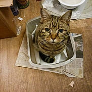 Witty joined the competition — help win amazing prizes! bowl, cardboard_box, cat, closeup, curious, ears, fur, green_eyes, household, indoor, looking_up, newspaper, paws, pet, plastic_tray, sitting, stripes, tabby_cat, whiskers, wooden_floor