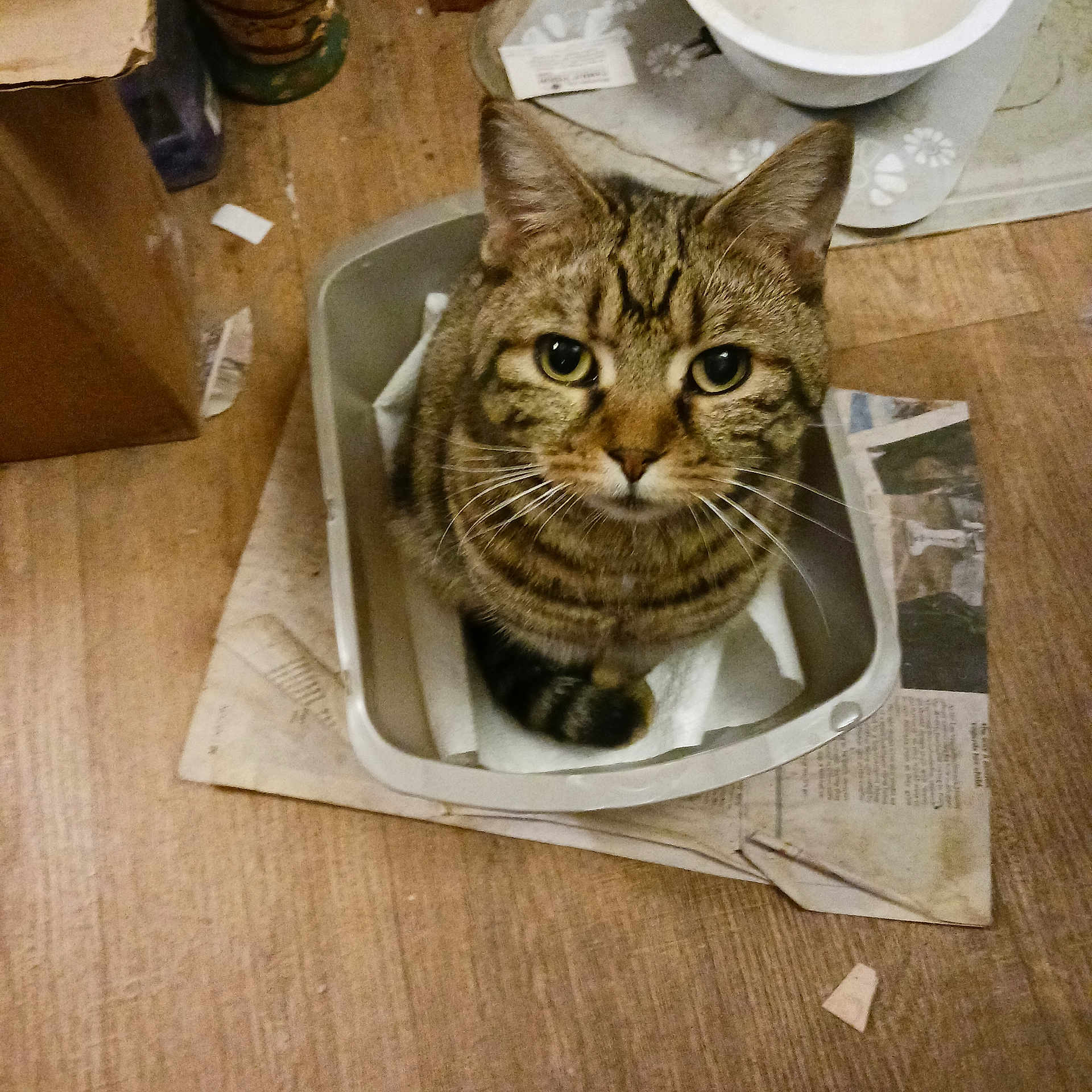 Witty joined the competition — help win amazing prizes! bowl, cardboard_box, cat, closeup, curious, ears, fur, green_eyes, household, indoor, looking_up, newspaper, paws, pet, plastic_tray, sitting, stripes, tabby_cat, whiskers, wooden_floor