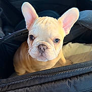 Colette Garcia joined the competition — help win amazing prizes! adorable, animal, black_bag, canine, close_up, companion, cute, dog, domestic_animal, ears, face, french_bulldog, fur, indoors, looking, pet, puppy, snout, young, zipper