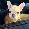 adorable, animal, black_bag, canine, close_up, companion, cute, dog, domestic_animal, ears, face, french_bulldog, fur, indoors, looking, pet, puppy, snout, young, zipper
