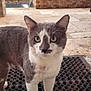 cat, grey_cat, white_cat, pet, animal, outdoor, mat, curious, green_eyes, feline, closeup, looking_at_camera, paws, standing, patio, stone_floor, water_feature, garden, nature, domestic_animal