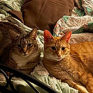 Sox And Fireball joined the competition — help win amazing prizes! animal, bed, blanket, cat, companions, cozy, cute, domestic, ears, feline, fur, ginger_cat, indoor, pet, pillow, resting, sleepy, tabby_cat, two_cats, whiskers
