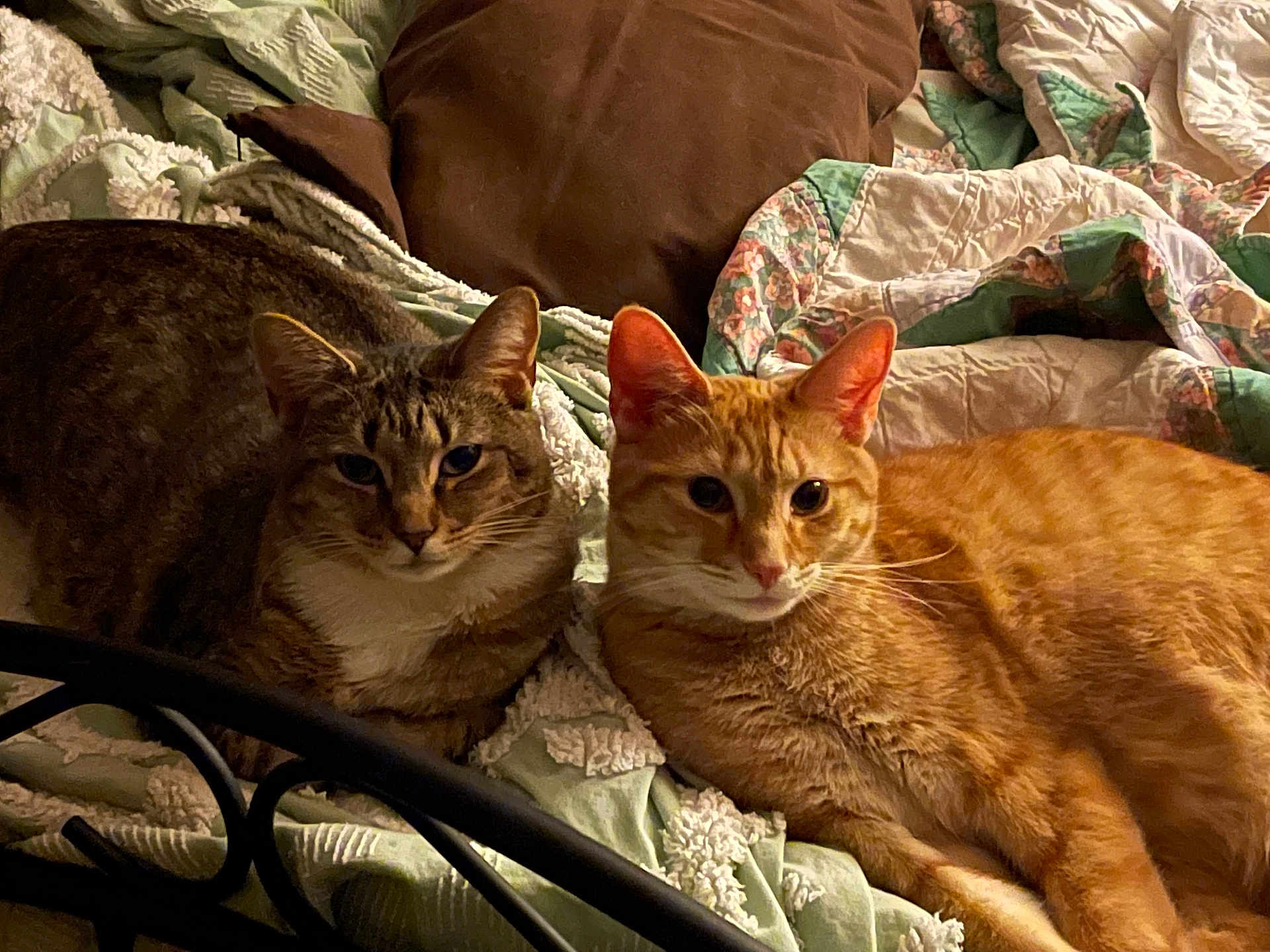 Sox And Fireball joined the competition — help win amazing prizes! animal, bed, blanket, cat, companions, cozy, cute, domestic, ears, feline, fur, ginger_cat, indoor, pet, pillow, resting, sleepy, tabby_cat, two_cats, whiskers