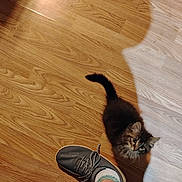 Baby joined the competition — help win amazing prizes! animal, cat, cozy, curious, cute, domestic_animal, flooring, footwear, furry, indoor, kitten, looking_up, pet, playing, shadow, small, sneaker, sock, wooden_floor, young