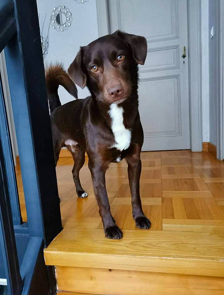 Moka a rejoint le concours — aidez-le/la à gagner de superbes lots ! borador, canidae, carnivore, companion_dog, dog, dog_breed, door, fawn, hardwood, liver, pet_supply, plank, snout, sporting_group, tail, varnish, whiskers, wood, wood_stain, working_animal