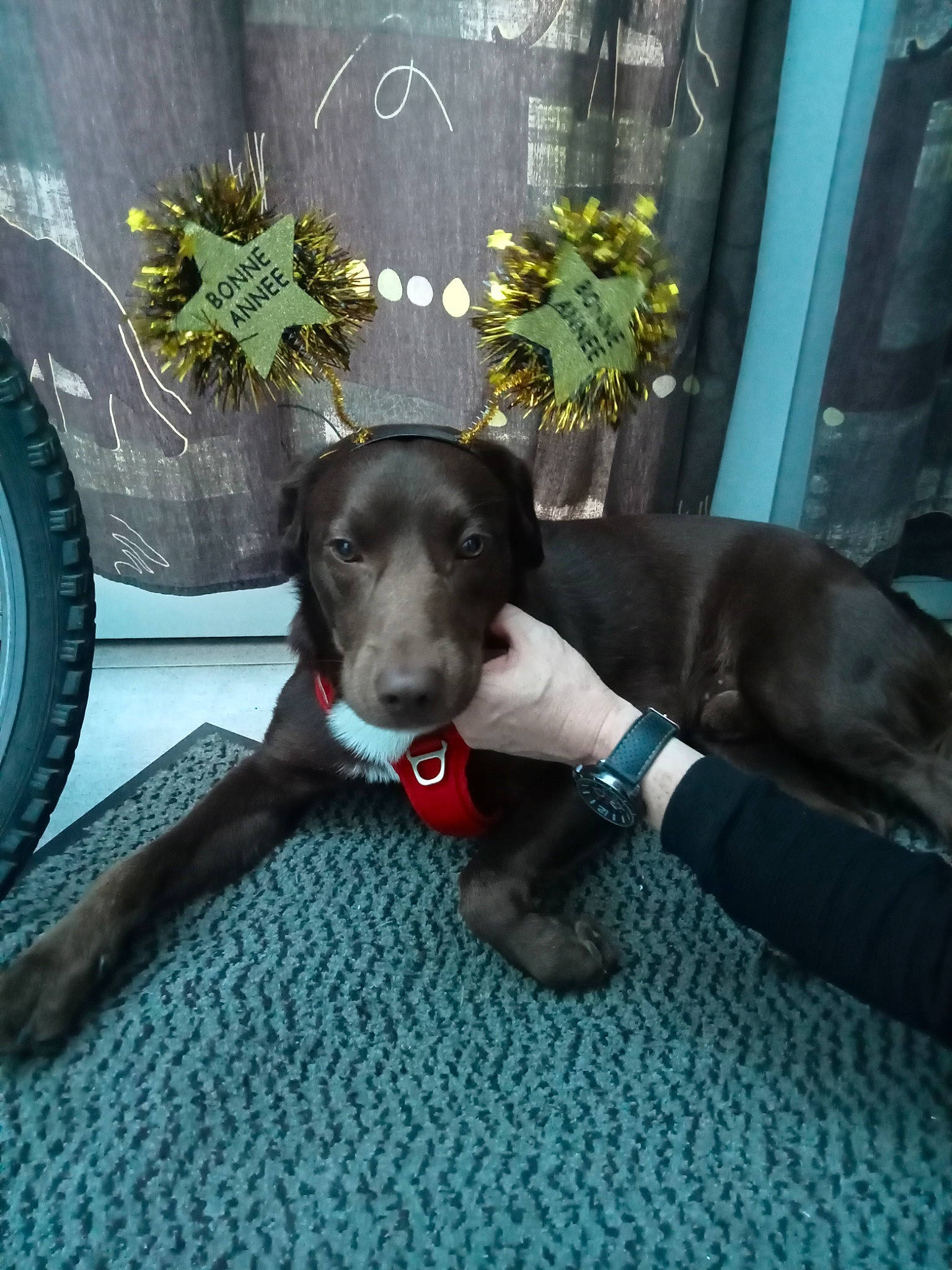 Moka a rejoint le concours — aidez-le/la à gagner de superbes lots ! borador, carnivore, collar, comfort, companion_dog, dog, dog_breed, dog_collar, dog_supply, fashion_accessory, flooring, flower, gun_dog, liver, pet_supply, plant, sporting_group, tail, wheel, working_animal