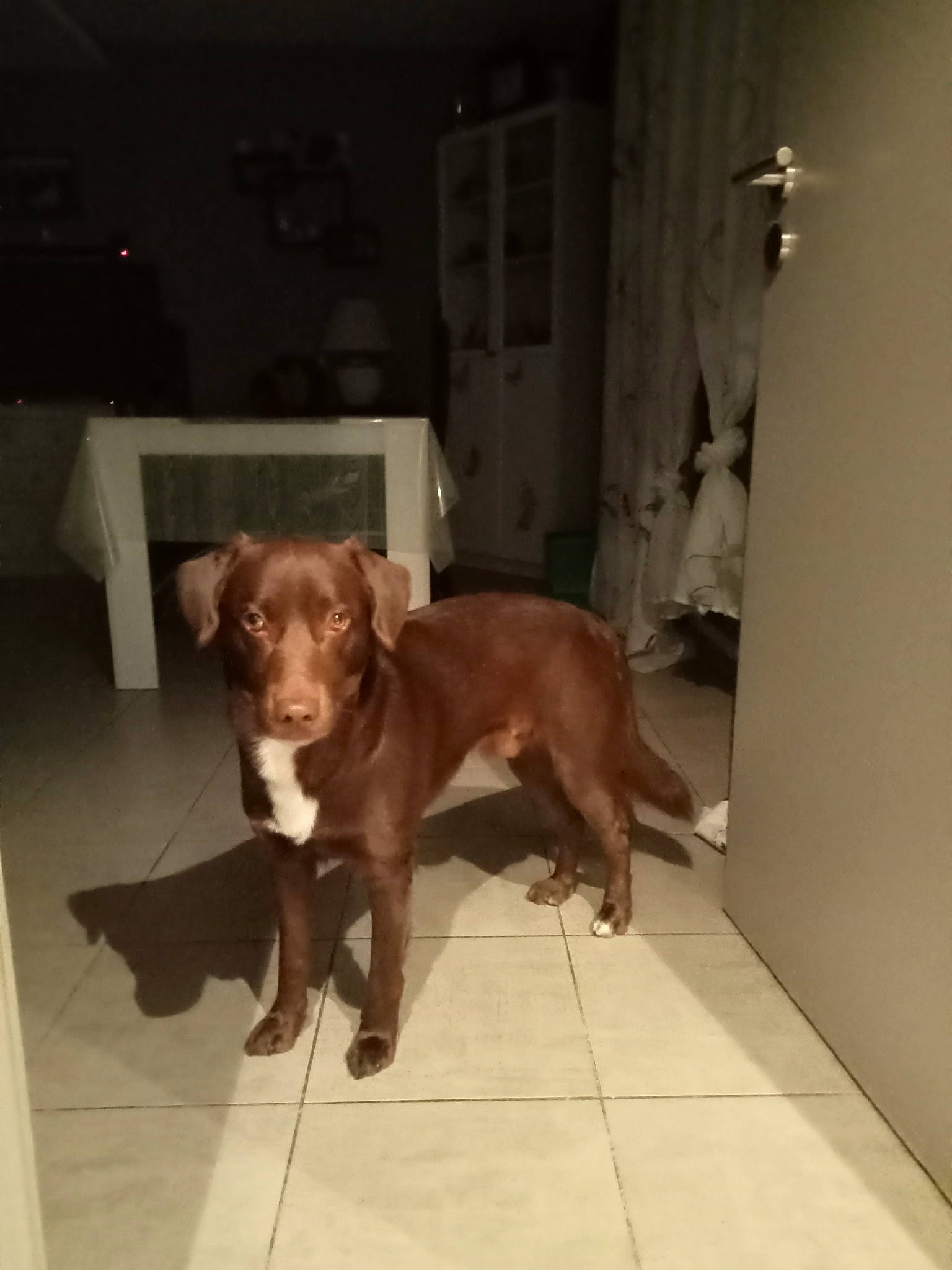 Moka participe au concours pour gagner de l'argent avec cette photo : carnivore, companion_dog, dog, dog_breed, fawn, flooring, guard_dog, gun_dog, hardwood, liver, pet_supply, pointing_breed, retriever, snout, sporting_group, tail, weimaraner, whiskers, wood, working_animal