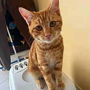 Atlas a rejoint le concours — aidez-le/la à gagner de superbes lots ! cat, orange_tabby, pet, indoor, animal, feline, cute, curious, whiskers, ears, eyes, paws, sitting, household, floor, wall, domestic, young_cat, fur, looking