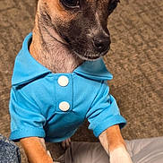 Trigger joined the competition — help win amazing prizes! dog, puppy, pet, animal, blue_outfit, clothing, dressed_dog, portrait, close_up, floppy_ears, brown_fur, white_paws, black_nose, indoors, couch, carpet, sitting, front_view, cute, funny
