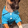 dog, puppy, pet, animal, blue_outfit, clothing, dressed_dog, portrait, close_up, floppy_ears, brown_fur, white_paws, black_nose, indoors, couch, carpet, sitting, front_view, cute, funny