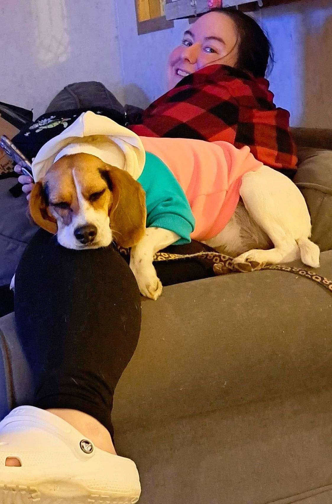 Ava joined the competition — help win amazing prizes! canidae, carnivore, comfort, companion_dog, dog, dog_breed, dog_supply, eyewear, fawn, fun, fur, happy, hound, leisure, recreation, scent_hound, sitting, snout, sporting_group, working_animal