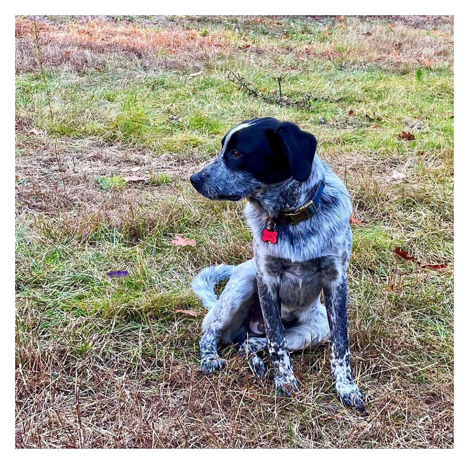 Cooper is registered to the contest to win money with this photo: borador, canidae, carnivore, collar, companion_dog, dog, dog_breed, dog_collar, dog_supply, grass, gun_dog, hunting_dog, non_sporting_group, soil, sporting_group, tail, working_animal, working_dog