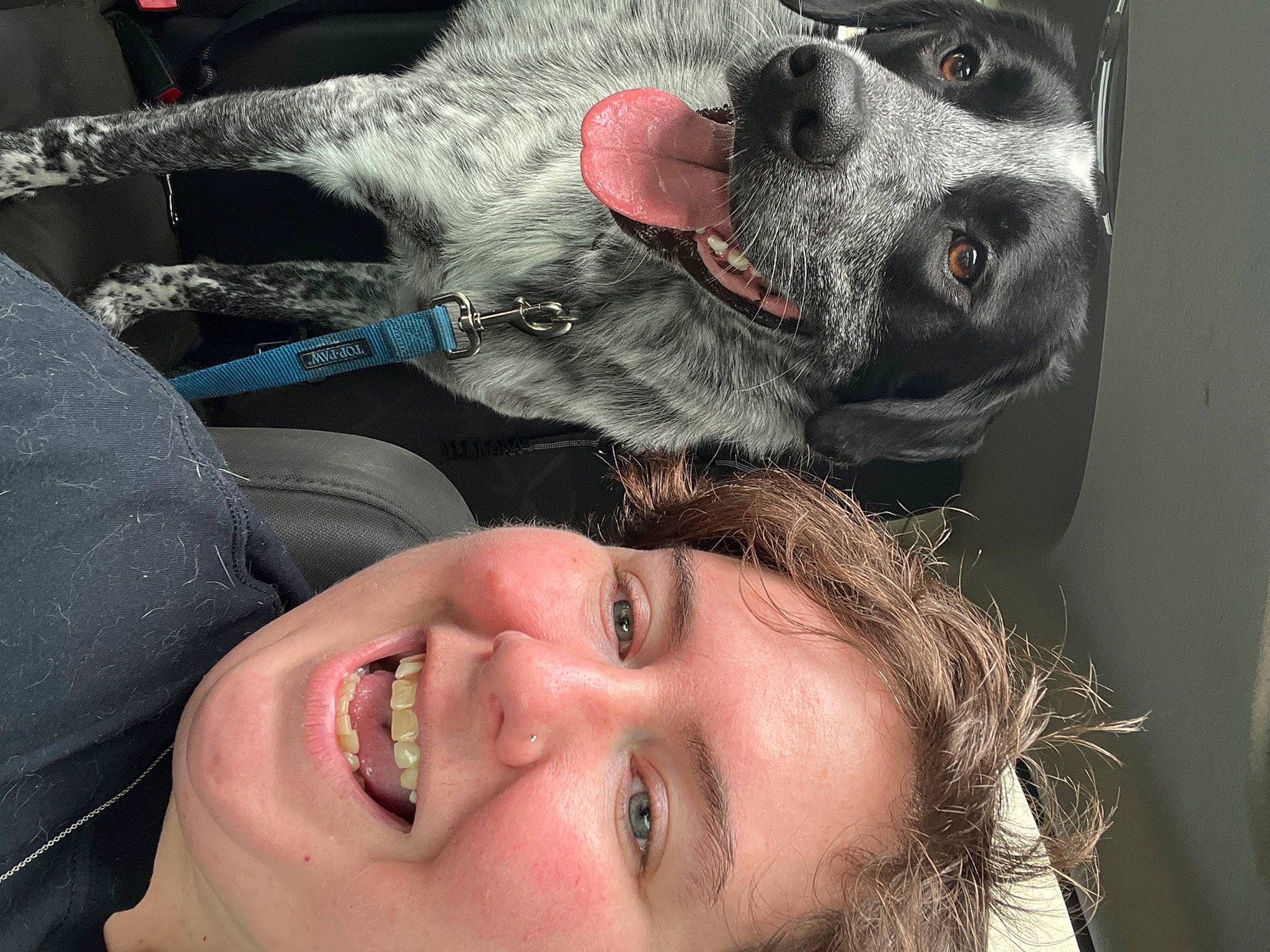 Cooper is registered to the contest to win money with this photo: carnivore, collar, companion_dog, dog, dog_breed, ear, eyelash, fawn, flash_photography, gesture, happy, jaw, mammal, mouth, neck, nose, organ, skin, smile, whiskers