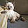 Peluche