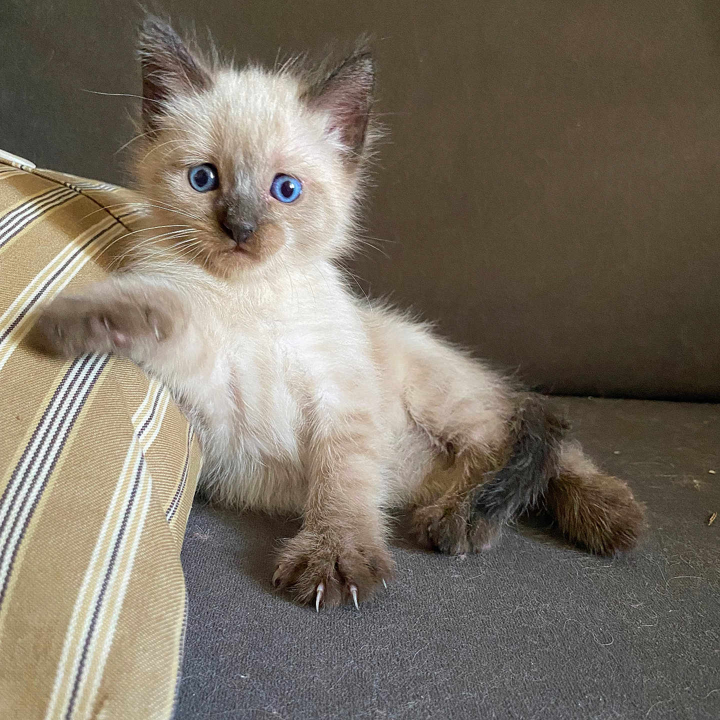 Peluche participe au concours pour gagner de l'argent avec cette photo : animal, blue_eyes, cat, claws, couch, curious, cute, fluffy, fur, furniture, indoor, kitten, mammal, paw, pet, playful, resting, striped_cushion, whiskers, young