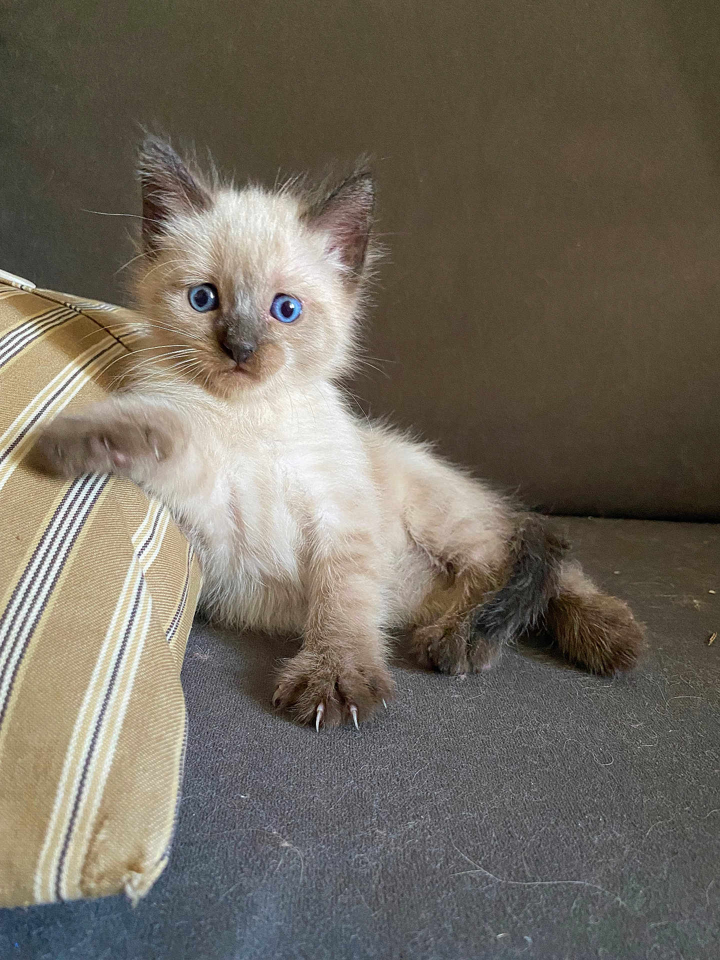 Peluche