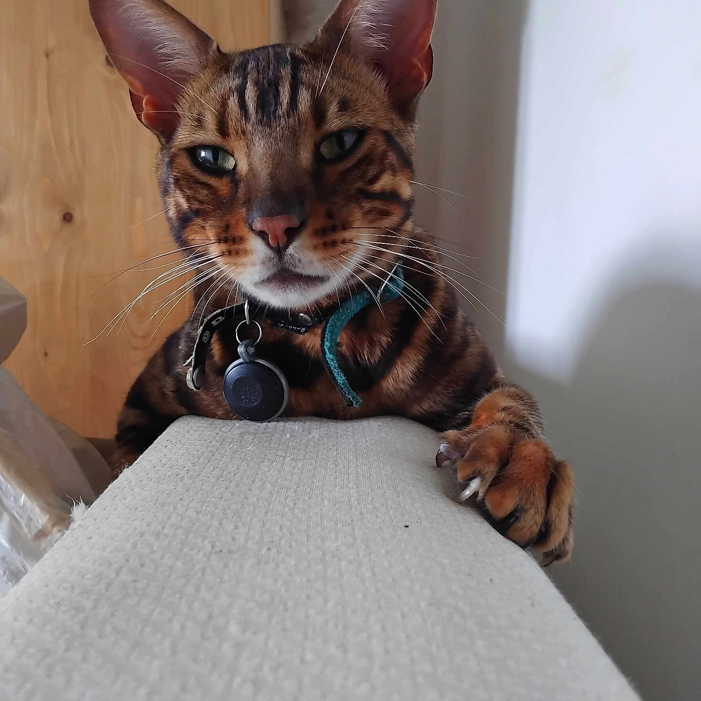 Taïko a rejoint le concours — aidez-le/la à gagner de superbes lots ! abyssinian, accessories, animal, canine, cat, collar, computer, couch, dog, electronics, furniture, hardwood, kitten, laptop, manx, pet, plywood, shelf, strap, wood