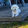 dog, white_dog, pet, outdoor, deck, wooden_deck, plastic_chair, greenery, grass, sunlight, collar, relaxing, animal, canine, nature, daylight, garden, quiet, calm, resting